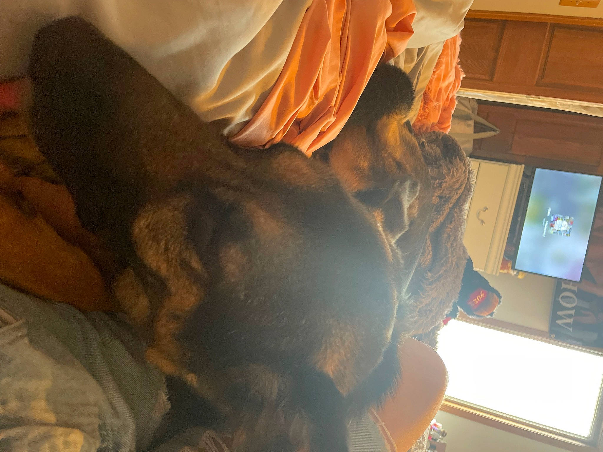 Kane joined the competition — help win amazing prizes! canidae, carnivore, comfort, companion_dog, dog, dog_breed, ear, fawn, felidae, fur, gesture, jaw, mammal, room, small_to_medium_sized_cats, sporting_group, tail, tints_and_shades, vertebrate, whiskers