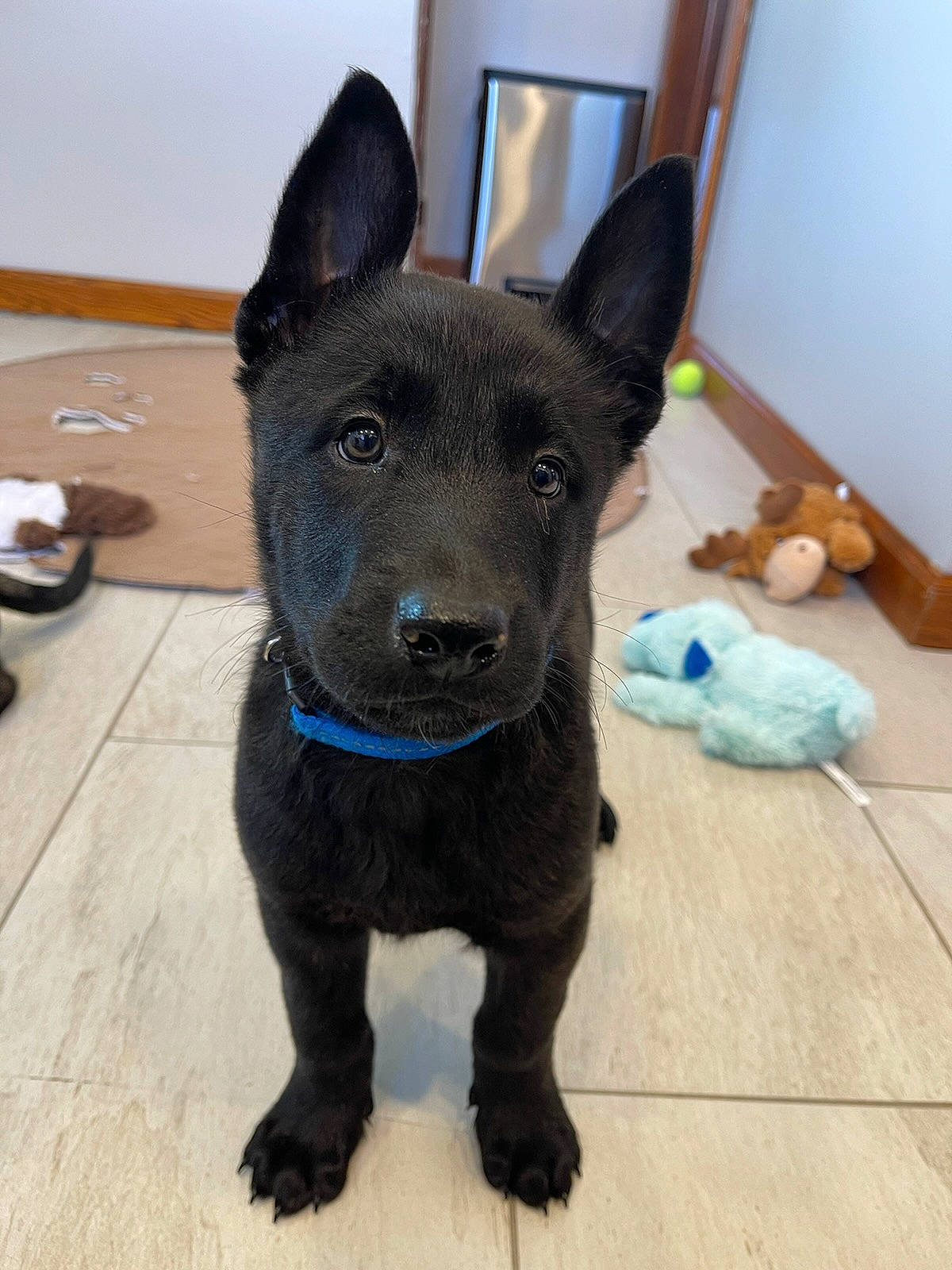 Magnus is registered to the contest to win money with this photo: carnivore, collar, companion_dog, dog, dog_breed, dog_collar, electric_blue, fawn, flooring, fur, hardwood, paw, sculpture, snout, tail, terrestrial_animal, toy_dog, whiskers, wood, working_animal