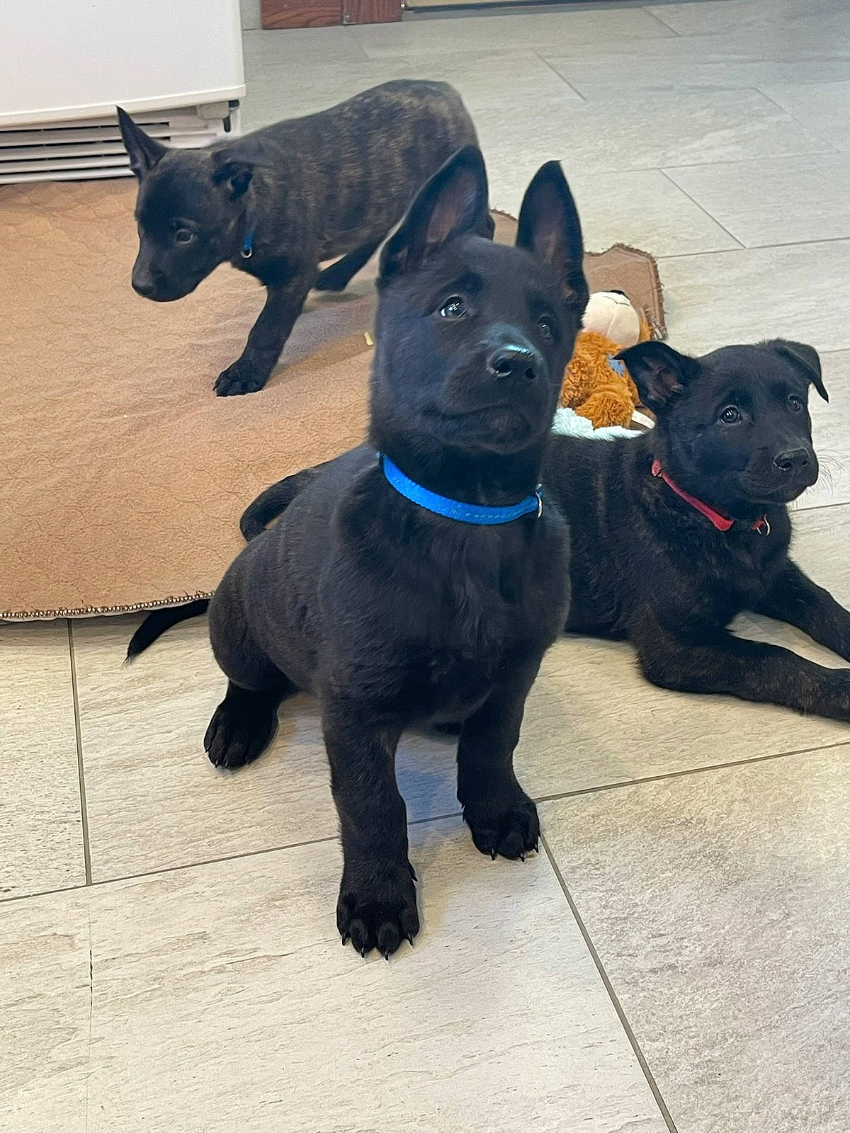 Magnus joined the competition — help win amazing prizes! canidae, carnivore, collar, companion_dog, dog, dog_breed, dog_collar, dog_supply, electric_blue, fawn, felidae, guard_dog, pet_supply, sculpture, snout, sporting_group, tail, toy_dog, whiskers, working_animal