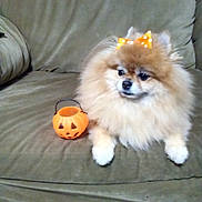 Sade joined the competition — help win amazing prizes! accessory, animal, companion, couch, cute, decor, dog, domestic_animal, fluffy, fur, halloween, holiday, indoor, orange, orange_bow, pet, pomeranian, pumpkin_bucket, sitting, small_dog
