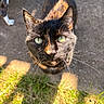Ninja is registered to the contest to win money with this photo: cat, tortoiseshell, green_eyes, close_up, outdoor, sunlight, grass, concrete, animal, pet, whiskers, curious, feline, daylight, shadow, ears, face, nature, dog_legs, background