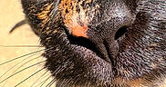 Ninja is registered to the contest to win money with this photo: animal, black_fur, cat, close_up, curious, detail, eyes, face, feline, fur, macro, nose, outdoor, pet, portrait, shadow, sunlight, texture, whiskers, yellow_eyes