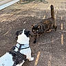 Ninja joined the competition — help win amazing prizes! dog, cat, leash, concrete, outdoor, patio, animal, pet, black_and_white_dog, tortoiseshell_cat, sunlight, garden_hose, chair, curious, cautious, tail_up, side_view, daylight, backyard, interaction