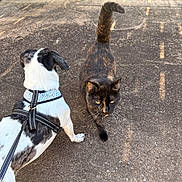 Ninja is registered to the contest to win money with this photo: dog, cat, tortoiseshell_cat, leash, harness, concrete, outdoor, pet, animal, curious, walking, side_view, garden_hose, sunlight, tail, ears, whiskers, pavement, spot, black_and_white