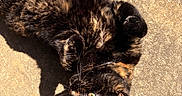 Ninja is registered to the contest to win money with this photo: cat, tortoiseshell, feline, pet, outdoor, sunlight, shadow, concrete, fur, whiskers, relaxed, lying_down, curled_paws, closeup, animal, cute, domestic, playful, resting, warm