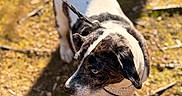 Lola is registered to the contest to win money with this photo: dog, leash, outdoor, earth, twigs, moss, sunlight, pet, animal, black_and_white, fur, canine, nature, daylight, ground, looking, ears, collar, walking, curious
