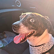 Lola is registered to the contest to win money with this photo: dog, pet, car_interior, sunlight, happy, tongue_out, harness, closeup, animal, seat, window, daylight, canine, smiling, companion, domestic_animal, bright, fur, portrait, travel