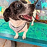 dog, black_and_white, happy, bench, leash, harness, outdoor, mural, colorful, paw_prints, tongue_out, side_view, pet, playful, close_up, smiling, animal, concrete, daylight, excited
