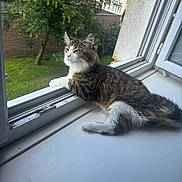 Mimi a rejoint le concours — aidez-le/la à gagner de superbes lots ! cat, tabby, windowsill, window, outdoor, greenery, tree, grass, relaxed, pet, feline, fur, whiskers, daylight, house, building, nature, resting, domestic, curious