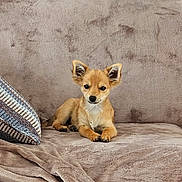 Cookie participe au concours pour gagner de l'argent avec cette photo : puppy, dog, small_dog, tan_dog, ears, couch, pillow, indoor, pet, animal, relaxed, lying_down, cute, fur, domestic_animal, companion, soft_texture, home, resting, young_dog