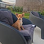 Cookie participe au concours pour gagner de l'argent avec cette photo : dog, puppy, chair, cushion, outdoor, pet, small_dog, furniture, yard, grass, building, wall, sky, sunset, ears_up, alert, cute, animal, domestic_animal, sitting