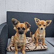 Cookie Et Loucky participe au concours pour gagner de l'argent avec cette photo : dog, puppy, small_dog, cushion, sofa, outdoor_furniture, woven_sofa, patterned_cushion, ears_up, sitting, curious, pet, companion, furry, domestic_animal, cute, alert, two_dogs, brown_dog, short_hair