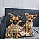 Cookie Et Loucky