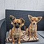 dog, puppy, small_dog, cushion, sofa, outdoor_furniture, woven_sofa, patterned_cushion, ears_up, sitting, curious, pet, companion, furry, domestic_animal, cute, alert, two_dogs, brown_dog, short_hair