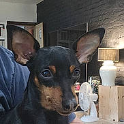 Vicky participe au concours pour gagner de l'argent avec cette photo : dog, pet, black_and_tan, small_dog, ears, indoors, person, hand, lamp, fan, brick_wall, floor_tiles, home, cozy, curious, animal, companion, cute, portrait, holding