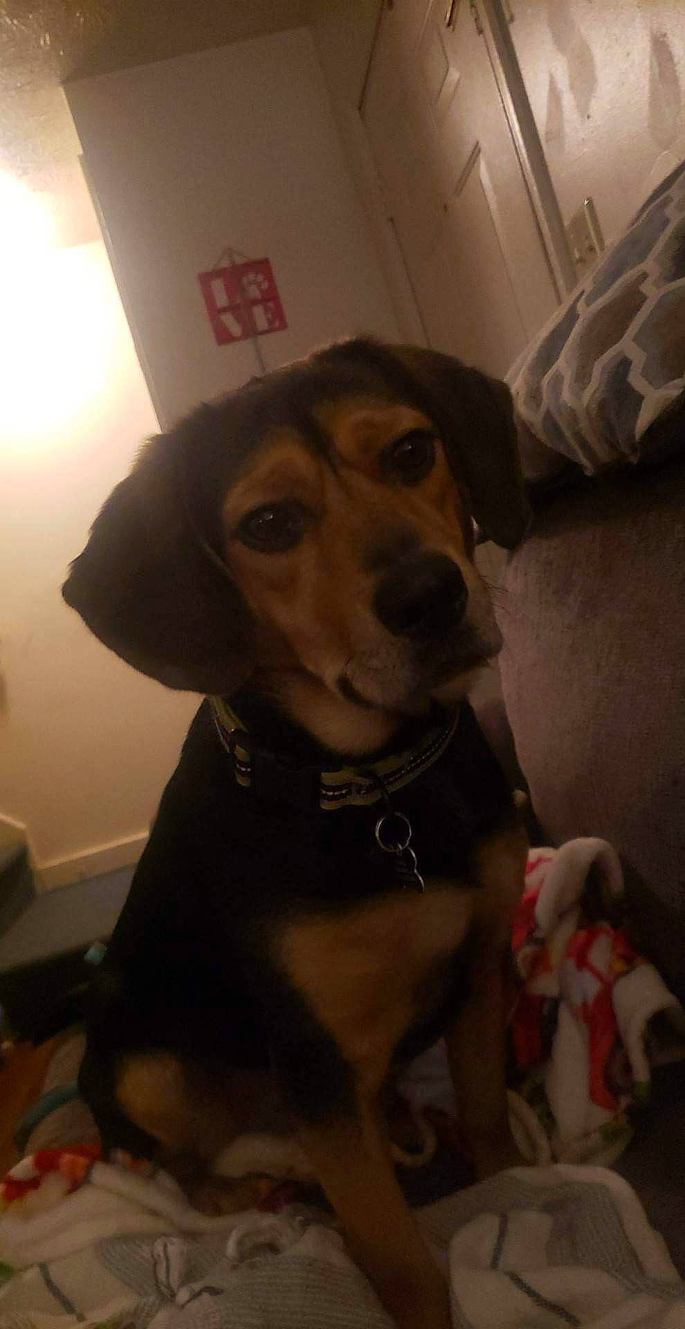 Goku joined the competition — help win amazing prizes! carnivore, collar, companion_dog, dog, dog_breed, dog_clothes, dog_collar, dog_supply, fawn, fur, guard_dog, leash, pet_supply, retriever, snout, sporting_group, whiskers, working_animal, working_dog