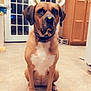 Octavia joined the competition — help win amazing prizes! dog, sitting, indoor, kitchen, tile_floor, brown_dog, white_chest, digital_filter, bear_ears, glitter, collar, door, cabinet, pet, animal, cute, portrait, floor, domestic, canine
