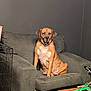 Octavia joined the competition — help win amazing prizes! dog, armchair, indoor, pet, brown_dog, furniture, crate, box, clutter, wall, seated, looking, canine, domestic_animal, room, household, relaxed, living_room, side_view, medium_sized_dog