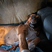 Octavia is registered to the contest to win money with this photo: dog, brown_dog, white_patches, couch, blanket, indoor, pet, paw, stretching, teeth, expression, fur, relaxing, animal, mammal, closeup, face, comfort, home, canine