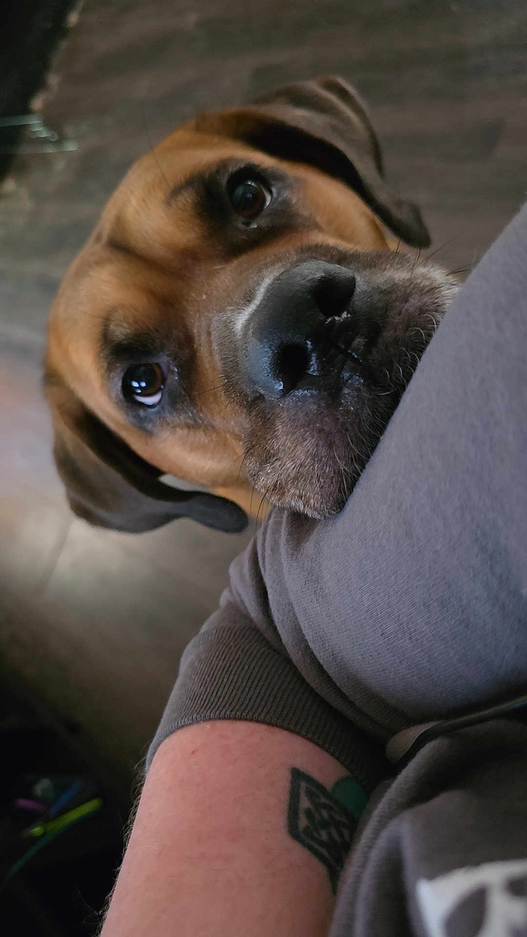 Octavia joined the competition — help win amazing prizes! dog, close_up, pet, animal, face, brown, fur, ears, eyes, person, arm, tattoo, clothing, indoor, resting, portrait, snout, cute, companion, loyal