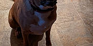 Octavia is registered to the contest to win money with this photo: dog, brown_dog, pet, animal, sitting, indoor, tile_floor, kitchen, shadow, collar, looking_up, floor, ears, tail, white_patch, domestic_animal, canine, mammal, companion, household