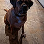dog, brown_dog, pet, animal, sitting, indoor, tile_floor, kitchen, shadow, collar, looking_up, floor, ears, tail, white_patch, domestic_animal, canine, mammal, companion, household