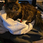 Stitchy is registered to the contest to win money with this photo: cat, tabby, feline, pet, animal, blanket, fleece, chair, office_chair, mesh, fur, whiskers, indoor, wooden_floor, relaxed, cozy, domestic, sleepy, resting, soft