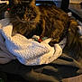 animal, blanket, cat, chair, cozy, domestic, feline, fleece, fur, indoor, mesh, office_chair, pet, relaxed, resting, sleepy, soft, tabby, whiskers, wooden_floor