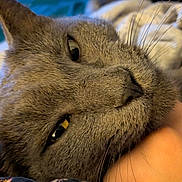 Nighthawk joined the competition — help win amazing prizes! animal, arm, blanket, cat, close_up, cozy, eye, floral_pattern, fur, gray_cat, indoor, nose, person, pet, relaxed, resting, skin, sleepy, soft, whiskers