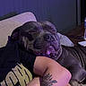 dog, tattoo, arm, couch, indoor, resting, relaxed, purple_light, person, animal, pet, floral_tattoo, butterfly_tattoo, furniture, blanket, casual, comfort, sleeping_dog, human, closeup