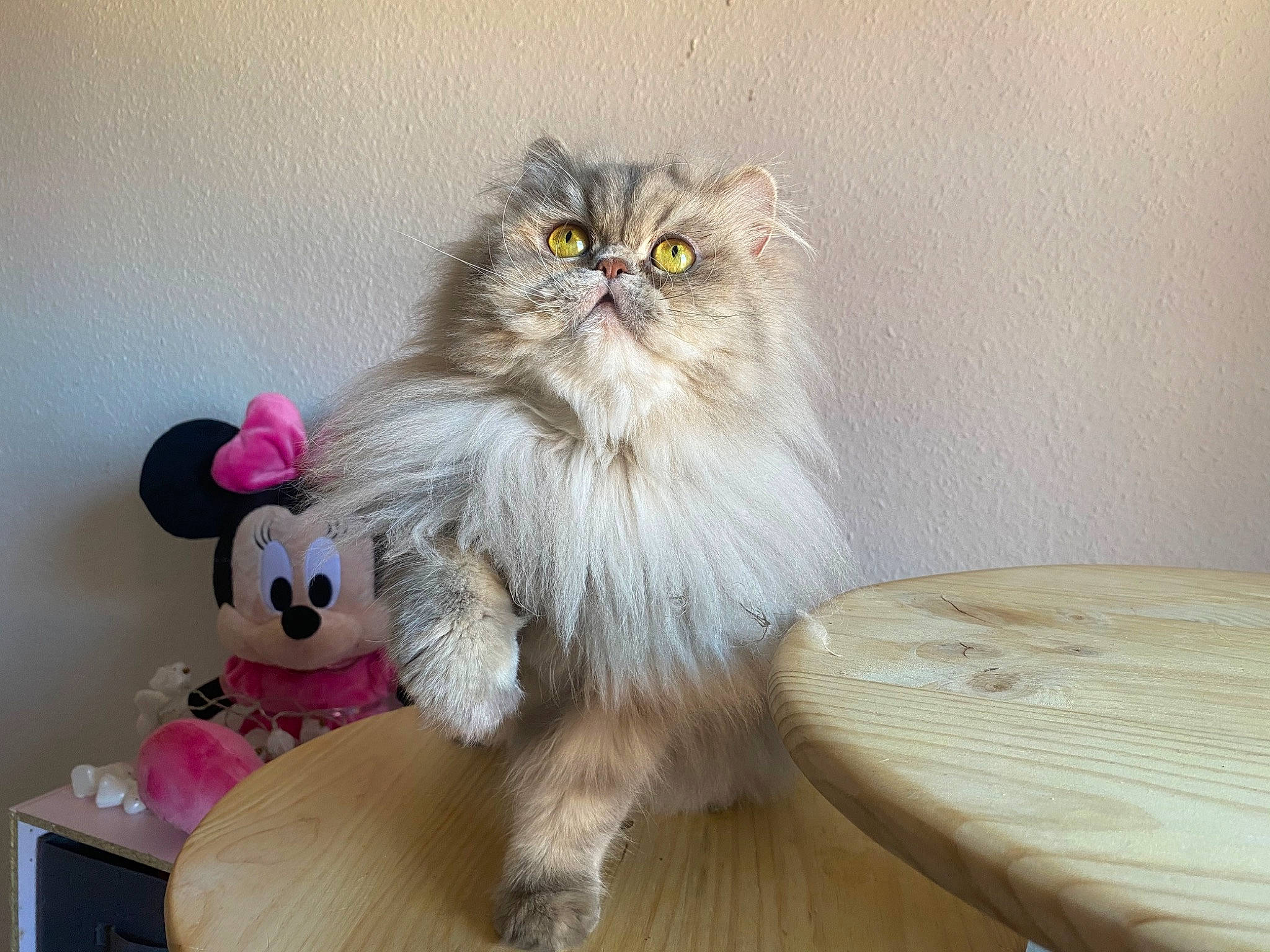 Oxana participe au concours pour gagner de l'argent avec cette photo : american_curl, asian_semi_longhair, british_longhair, british_semi_longhair, carnivore, cat, domestic_long_haired_cat, felidae, fur, himalayan, kitten, mammal, napoleon_cat, norwegian_forest_cat, persian, ragamuffin, siberian, small_to_medium_sized_cats, vertebrate, whiskers