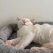 Sock joined the competition — help win amazing prizes! cat, sleeping, pet_bed, cozy, fluffy, white_cat, paws, relaxed, indoor, cute, animal, feline, resting, soft_texture, pink_nose, whiskers, peaceful, comfort, home, fur