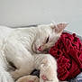 Sock joined the competition — help win amazing prizes! cat, white_cat, pink_paw_pads, sleeping, cozy, fluffy, pet, indoor, closeup, resting, cute, feline, soft_texture, red_fabric, paw, whiskers, relaxed, animal, fur, domestic_cat