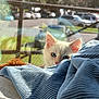Sock is registered to the contest to win money with this photo: kitten, cat, blue_eyes, white_fur, blanket, texture, window_screen, outdoor, sunlight, peek, curious, furniture, soft_light, blurred_background, animal, pet, cozy, resting, indoor, shade