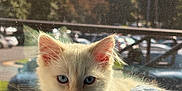 Sock is registered to the contest to win money with this photo: kitten, cat, white_cat, blue_eyes, window_screen, sunlight, blanket, indoor, outdoor_view, trees, cars, curious, pet, animal, feline, whiskers, ears, closeup, soft_light, cozy