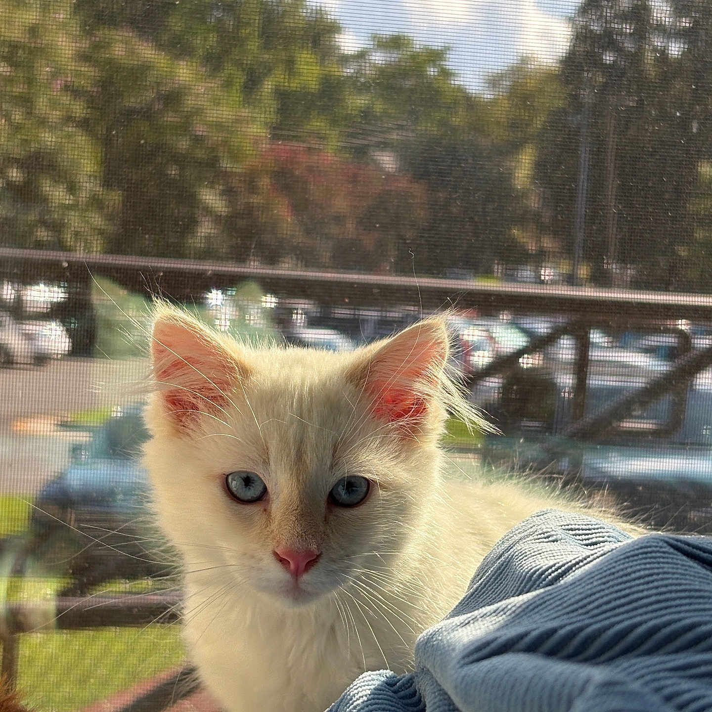 Sock is registered to the contest to win money with this photo: animal, blanket, blue_eyes, cars, cat, closeup, cozy, curious, ears, feline, indoor, kitten, outdoor_view, pet, soft_light, sunlight, trees, whiskers, white_cat, window_screen