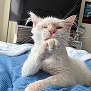 Sock joined the competition — help win amazing prizes! bed, bedding, blanket, cat, close_up, cute, ear, feline, fur, grooming, indoor, kitten, living_room, paw, pet, pink_nose, portrait, sleepy, whiskers, white_cat