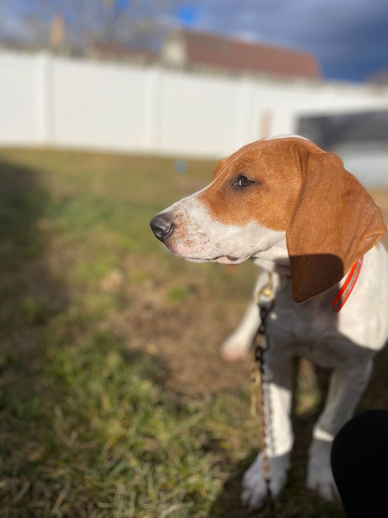 Reba is registered to the contest to win money with this photo: canidae, carnivore, collar, companion_dog, dog, dog_breed, dog_collar, dog_supply, fawn, grass, hound, liver, pet_supply, scent_hound, sky, snout, sporting_group, tail, whiskers, working_animal