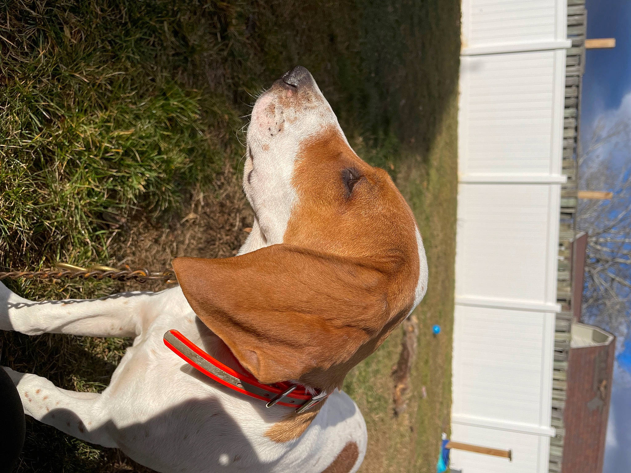 Reba is registered to the contest to win money with this photo: art, canidae, carnivore, collar, companion_dog, dog, dog_breed, dog_collar, fawn, felidae, leash, pet_supply, plant, sculpture, snout, sporting_group, tail, terrestrial_animal, wood, working_animal
