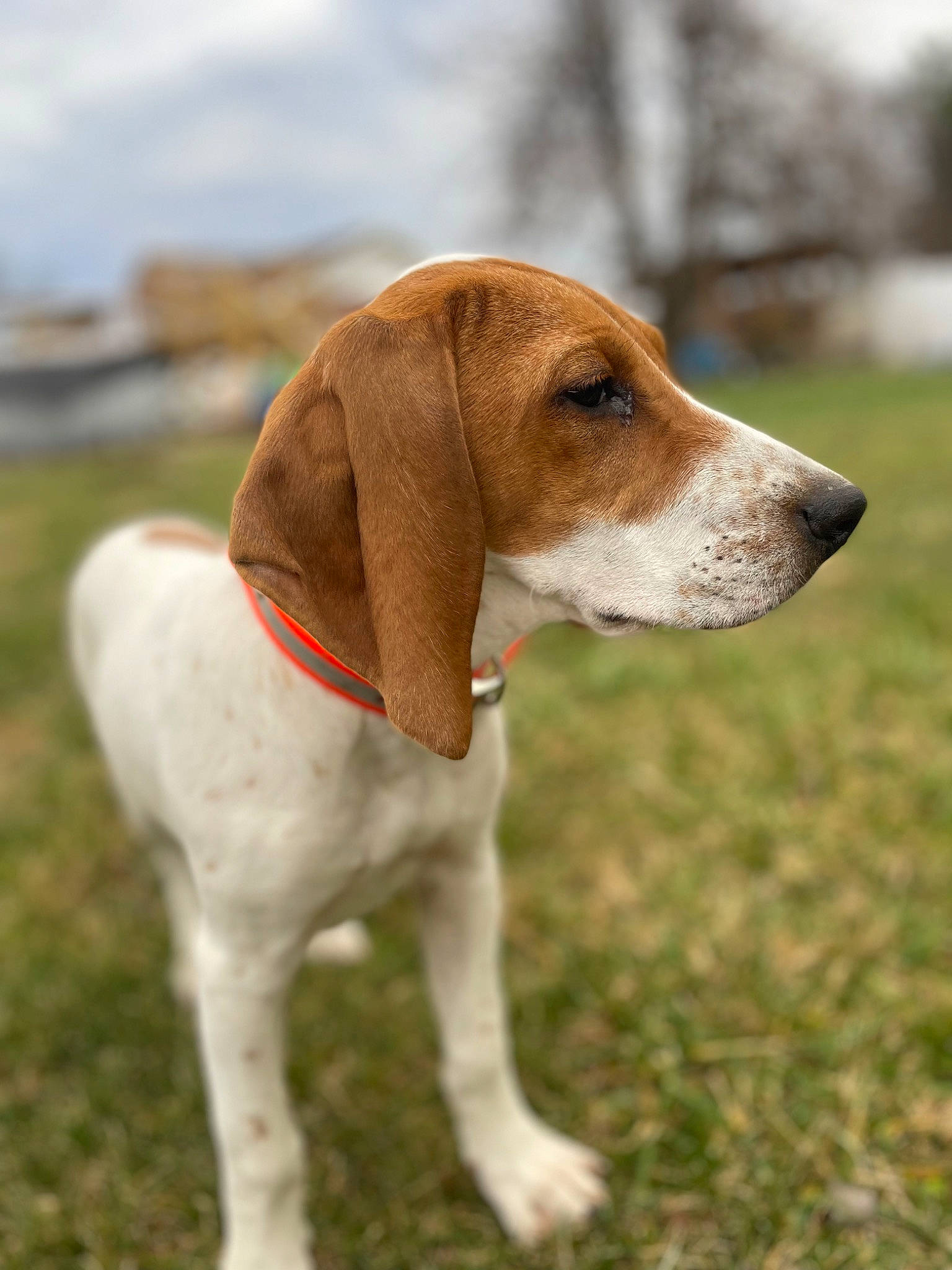 Reba joined the competition — help win amazing prizes! canidae, carnivore, cloud, collar, companion_dog, dog, dog_breed, fawn, grass, hound, hunting_dog, liver, scent_hound, sky, snout, sporting_group, tail, terrestrial_animal