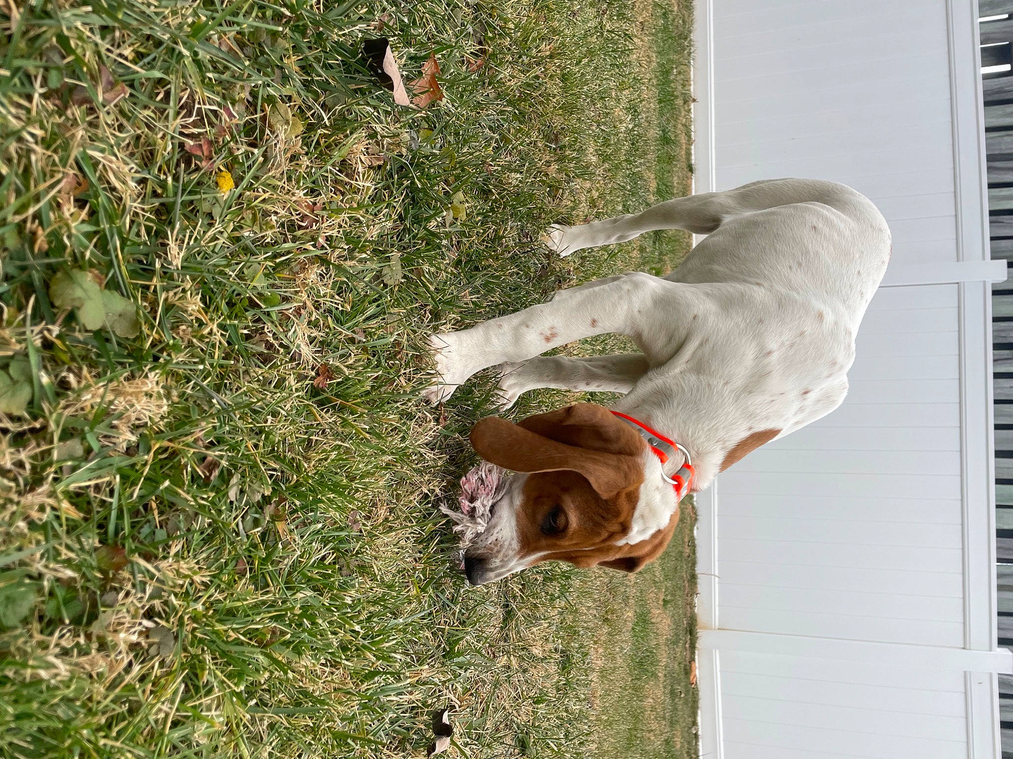 Reba joined the competition — help win amazing prizes! building, carnivore, companion_dog, dog, dog_breed, fawn, foot, gesture, grass, groundcover, human_leg, people_in_nature, plant, sculpture, soil, sporting_group, statue, tail, tree, trunk
