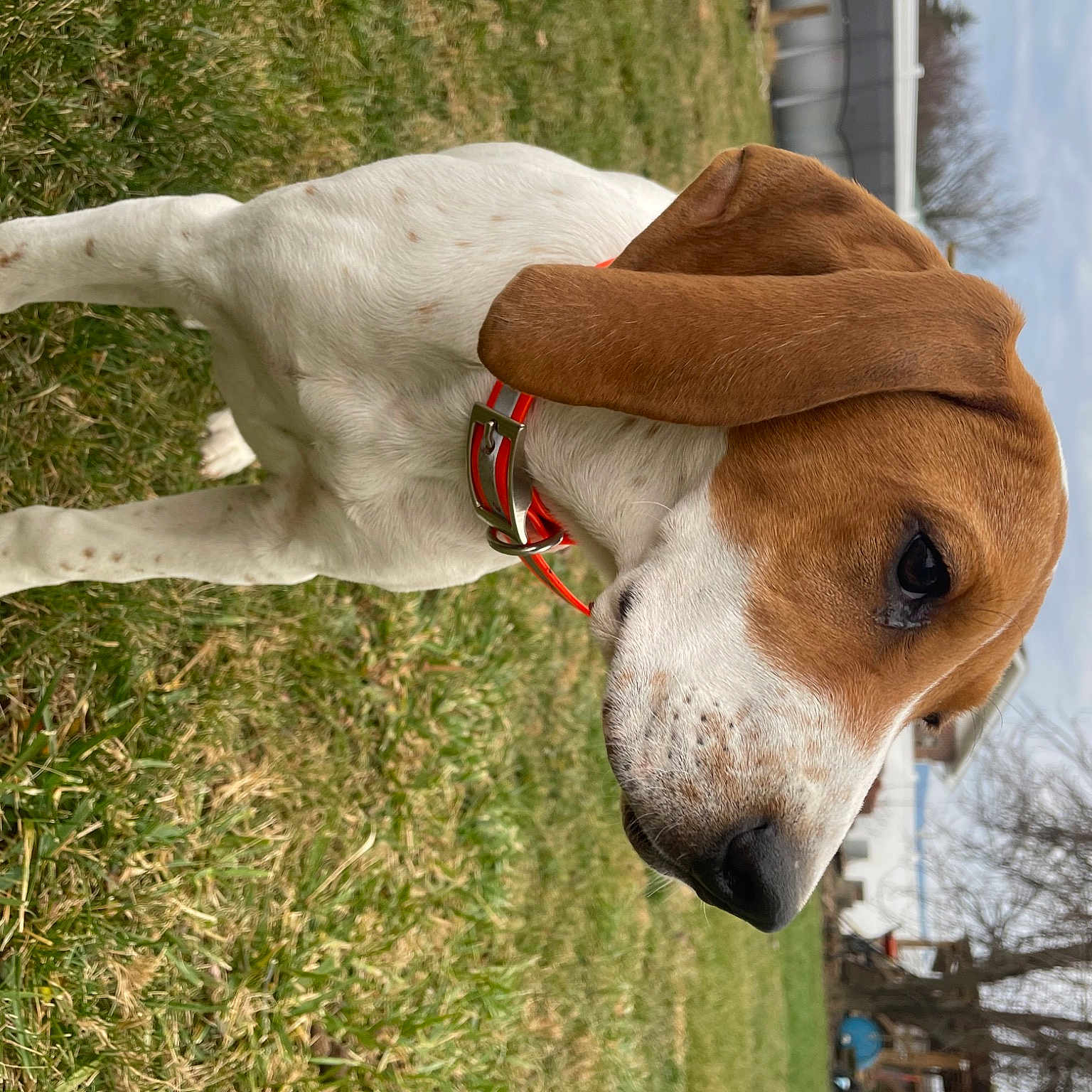 Reba