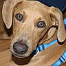 Rocky is registered to the contest to win money with this photo: dog, pet, animal, brown_dog, closeup, harness, blue_harness, floor, indoor, canine, looking, ears, snout, nose, fur, portrait, domestic_animal, companion, curious, green_eyes