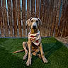 Rocky is registered to the contest to win money with this photo: dog, puppy, bandana, sitting, grass, fence, outdoor, pet, animal, young, curious, ears, brown, wood, texture, daylight, portrait, canine, cute, attention
