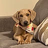 dog, puppy, bandana, couch, sofa, pet, canine, brown_dog, indoor, relaxed, cute, animal, domestic_animal, furniture, companion, portrait, looking_at_camera, cozy, household, resting