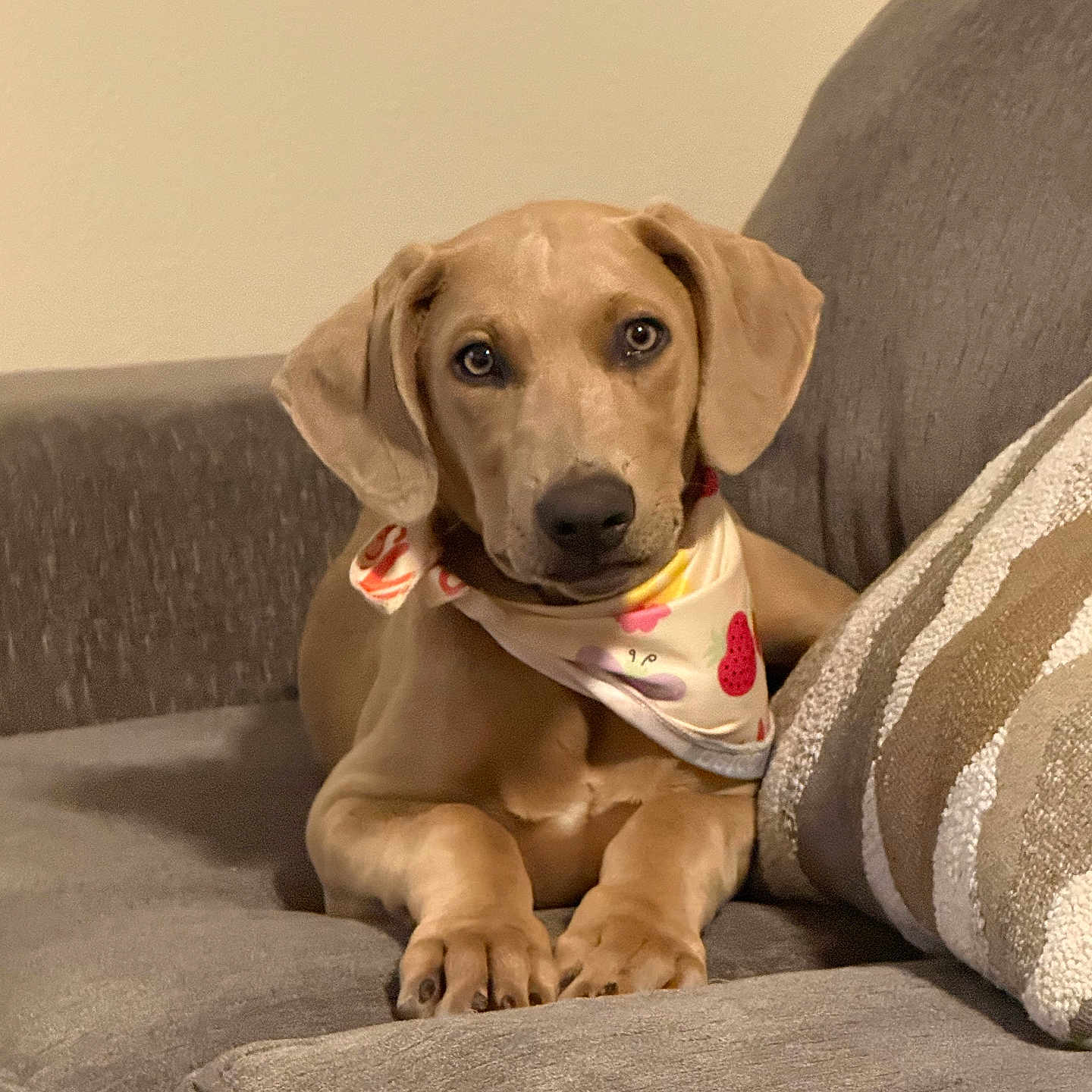 Rocky joined the competition — help win amazing prizes! dog, puppy, bandana, couch, sofa, pet, canine, brown_dog, indoor, relaxed, cute, animal, domestic_animal, furniture, companion, portrait, looking_at_camera, cozy, household, resting