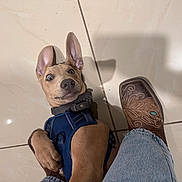 Rocky joined the competition — help win amazing prizes! dog, puppy, blue_harness, brown_dog, tile_floor, jeans, cowboy_boot, stitching, playful, wide_eyes, ears, indoor, flooring, pet, canine, looking_up, surprised_expression, casual, footwear, human_leg