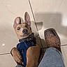 dog, puppy, blue_harness, brown_dog, tile_floor, jeans, cowboy_boot, stitching, playful, wide_eyes, ears, indoor, flooring, pet, canine, looking_up, surprised_expression, casual, footwear, human_leg