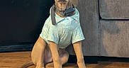 Rocky is registered to the contest to win money with this photo: dog, puppy, indoor, floor, shirt, clothing, couch, pillow, backpack, wooden_floor, pet, sitting, brown_dog, looking_at_camera, ears, collar, furniture, home, calm, curious