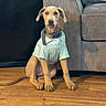 dog, puppy, indoor, floor, shirt, clothing, couch, pillow, backpack, wooden_floor, pet, sitting, brown_dog, looking_at_camera, ears, collar, furniture, home, calm, curious
